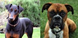 Doberman Pinscher vs Boxer - Breed Comparison