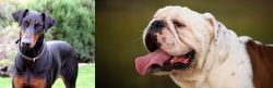 Doberman Pinscher vs English Bulldog - Breed Comparison
