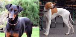 Doberman Pinscher vs English Pointer - Breed Comparison