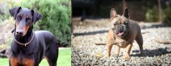 Doberman Pinscher vs French Bulldog - Breed Comparison