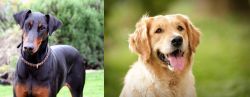 Doberman Pinscher vs Golden Retriever - Breed Comparison