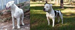 Dogo Guatemalteco vs American Bulldog - Breed Comparison