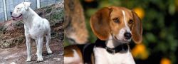 Dogo Guatemalteco vs American Foxhound - Breed Comparison