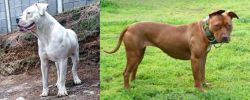 Dogo Guatemalteco vs American Pit Bull Terrier - Breed Comparison
