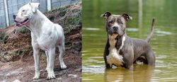 Dogo Guatemalteco vs American Staffordshire Terrier - Breed Comparison