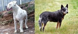 Dogo Guatemalteco vs Austrailian Blue Heeler - Breed Comparison