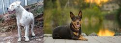 Dogo Guatemalteco vs Australian Kelpie - Breed Comparison