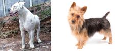 Dogo Guatemalteco vs Australian Terrier - Breed Comparison