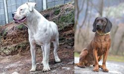 Dogo Guatemalteco vs Bavarian Mountain Hound - Breed Comparison