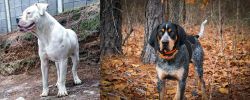Dogo Guatemalteco vs Bluetick Coonhound - Breed Comparison