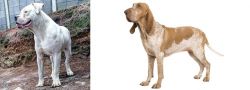 Dogo Guatemalteco vs Bracco Italiano - Breed Comparison