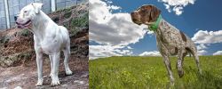Dogo Guatemalteco vs Braque Francais (Pyrenean Type) - Breed Comparison