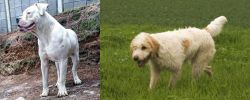 Dogo Guatemalteco vs Briquet Griffon Vendeen - Breed Comparison