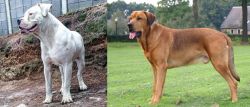 Dogo Guatemalteco vs Broholmer - Breed Comparison