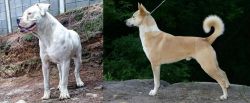 Dogo Guatemalteco vs Canaan Dog - Breed Comparison