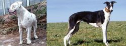 Dogo Guatemalteco vs Chart Polski - Breed Comparison