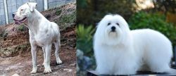 Dogo Guatemalteco vs Coton De Tulear - Breed Comparison