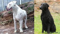 Dogo Guatemalteco vs Curly Coated Retriever - Breed Comparison