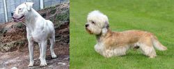 Dogo Guatemalteco vs Dandie Dinmont Terrier - Breed Comparison