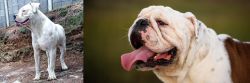 Dogo Guatemalteco vs English Bulldog - Breed Comparison