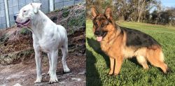 Dogo Guatemalteco vs German Shepherd - Breed Comparison