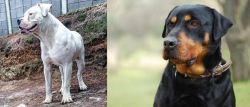 Dogo Guatemalteco vs Rottweiler - Breed Comparison