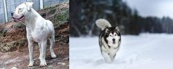Dogo Guatemalteco vs Siberian Husky - Breed Comparison