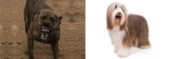 Dogo Sardesco vs Bearded Collie - Breed Comparison