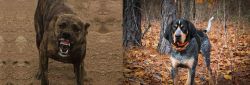Dogo Sardesco vs Bluetick Coonhound - Breed Comparison