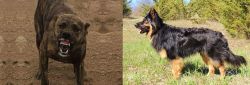 Dogo Sardesco vs Bohemian Shepherd - Breed Comparison