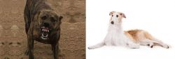 Dogo Sardesco vs Borzoi - Breed Comparison