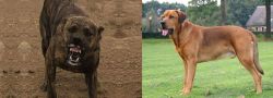 Dogo Sardesco vs Broholmer - Breed Comparison