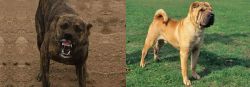 Dogo Sardesco vs Chinese Shar Pei - Breed Comparison