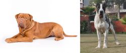 Dogue De Bordeaux vs Alangu Mastiff - Breed Comparison