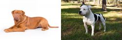 Dogue De Bordeaux vs American Bulldog - Breed Comparison