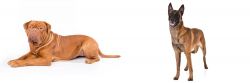 Dogue De Bordeaux vs Belgian Shepherd Dog (Malinois) - Breed Comparison