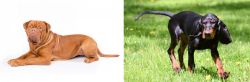 Dogue De Bordeaux vs Black and Tan Coonhound - Breed Comparison