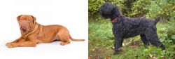 Dogue De Bordeaux vs Black Russian Terrier - Breed Comparison