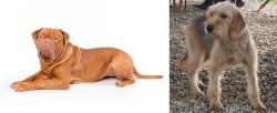 Dogue De Bordeaux vs Bosnian Coarse-Haired Hound - Breed Comparison