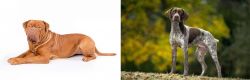 Dogue De Bordeaux vs Braque Francais (Gascogne Type) - Breed Comparison