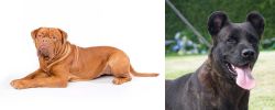 Dogue De Bordeaux vs Cao Fila de Sao Miguel - Breed Comparison