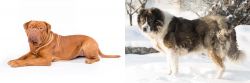 Dogue De Bordeaux vs Caucasian Shepherd - Breed Comparison