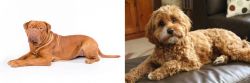 Dogue De Bordeaux vs Cavapoo - Breed Comparison