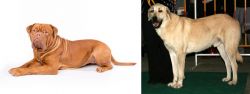 Dogue De Bordeaux vs Central Anatolian Shepherd - Breed Comparison