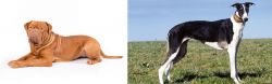 Dogue De Bordeaux vs Chart Polski - Breed Comparison