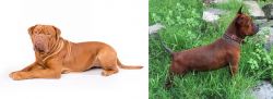 Dogue De Bordeaux vs Chinese Chongqing Dog - Breed Comparison