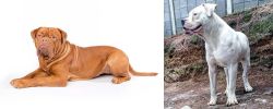 Dogue De Bordeaux vs Dogo Guatemalteco - Breed Comparison