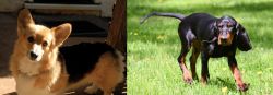 Dorgi vs Black and Tan Coonhound - Breed Comparison