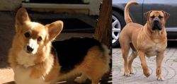 Dorgi vs Boerboel - Breed Comparison