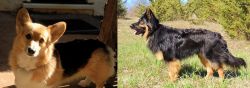 Dorgi vs Bohemian Shepherd - Breed Comparison